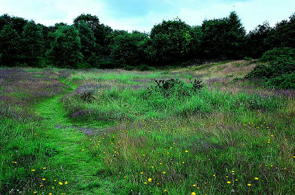 Knutsford Heath